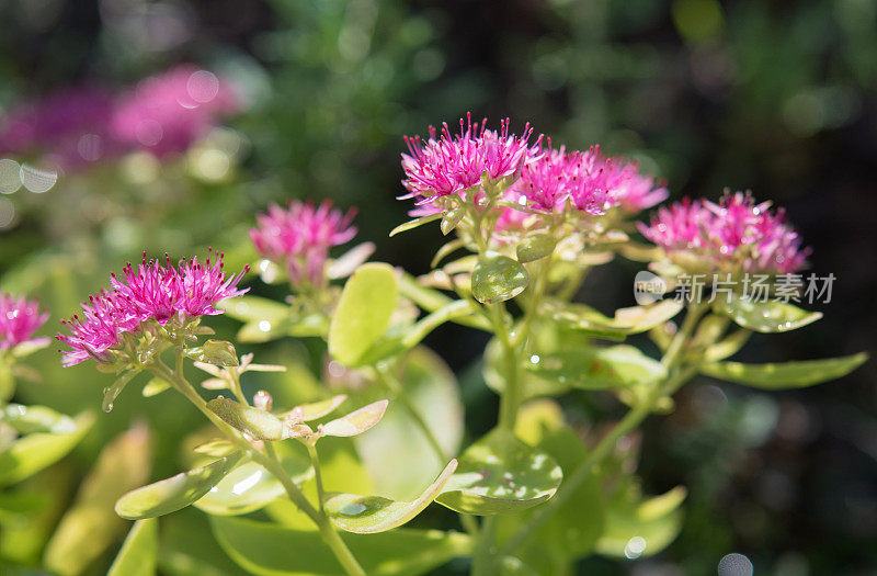 女巫的钱袋植物(Sedum telephium)开花特写